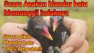 Download lagu Suara Pikat Mandar Batu Anakan Memanggil Induknya mp3 Download lagu Suara Pikat Mandar Batu Anakan Memanggil Induknya mp3