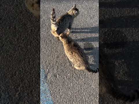 Cat goes towards another cat. Cats smell each other.
