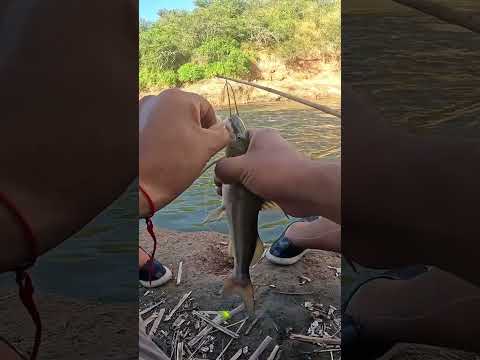 Pesca y Cocina en LOS PUESTOS, Bagres y Asado #pesca #fishing #argentina #fish #tucuman
