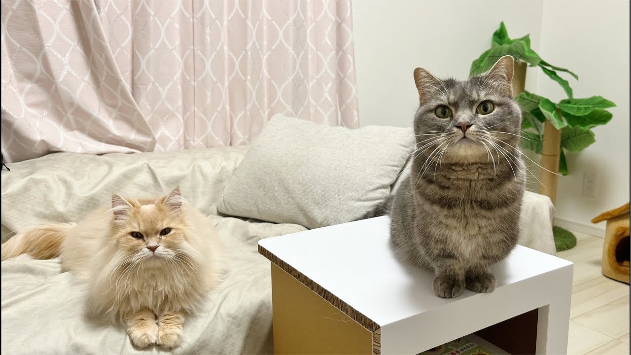 アクアとフランマ がライブ配信中！