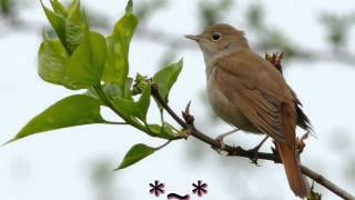 nightingale - norah jones