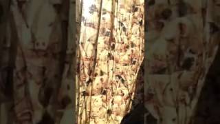 Dale Watson - Big T's