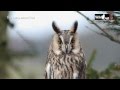 An Introduction to the Long-eared Owl (Asio otus) by Wild Owl