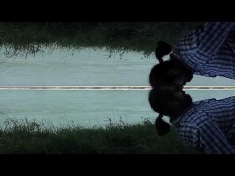 TERRA COLEOPTERA III DAS WASSER youtube 720p