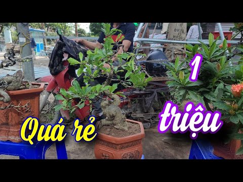 SH.7367. Cây Lộc Vừng mini đẹp giá rẻ quá 1tr  đồng.