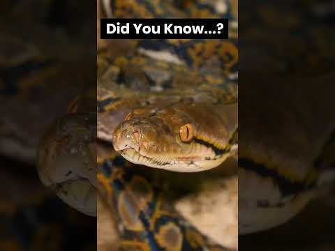 Uncovering The Anatomy of a SNAKE🐍😮 #shorts #snake