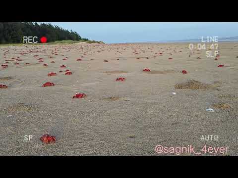 The Christmas Island Red Crab 🦀 🌊 #seabeach #baguranjalpai #Redcrab #beachvibes