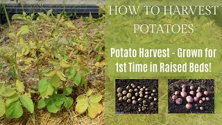 How to Harvest Potatoes | Potato Harvest - Grown for 1st Time in These Raised Beds! | Early Harvest