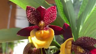 Download Lagu Catasetum Norm Tupper, Ctsm. Double Down and Ctsm. fimbriatum Thumbnail