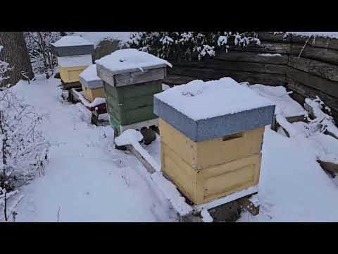 Koll på kuporna mitt i vintern  5 C