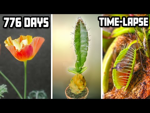 776 Days Growing Plants Time-lapse Compilation in 8 Mins