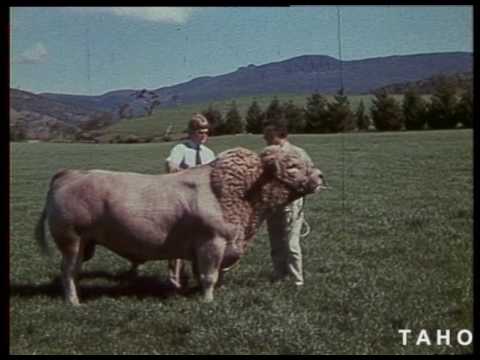 Cover image for Film - Time To Grow - Tasmania one of Aust. richest agricultural States - apart from fruit industry Tasmania is a leader in dairy beef production & vegetables. Includes honey & cider products. Shots of Entally, prod. of Mercury cider a& wool auction.