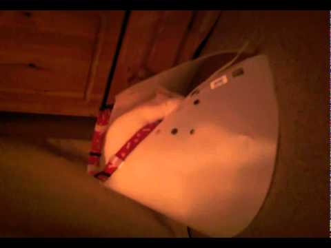 Dalek cat 18 June 2009 22:12