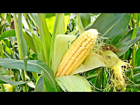 Выращивание кукурузы и уборка урожая