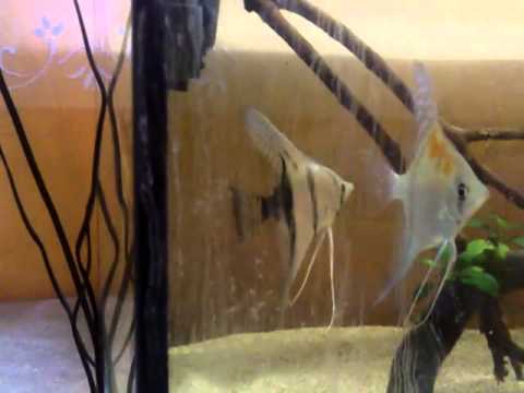 nueva pareja macho peruvian hembra manacapuru