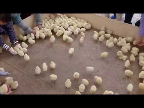 ひよこまみれ　タイムラプス×6　Time-lapse ×6