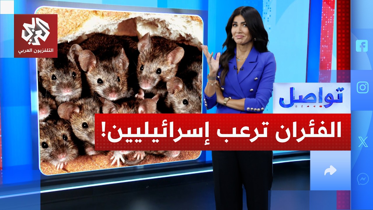الفئران تغزو معسكرات الجيش والمستوطنات الإسرائيلية | تواصل