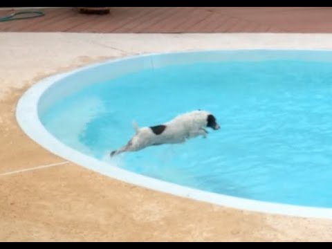 Dog sneaks into the Pool for an afternoon Swim.