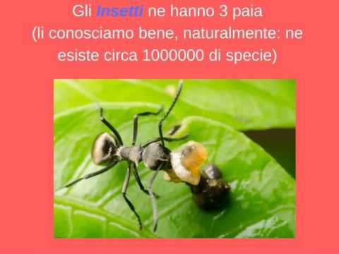Dolore dà ai suoi piedi quando si cammina Mal di testa, il collo e il cranio