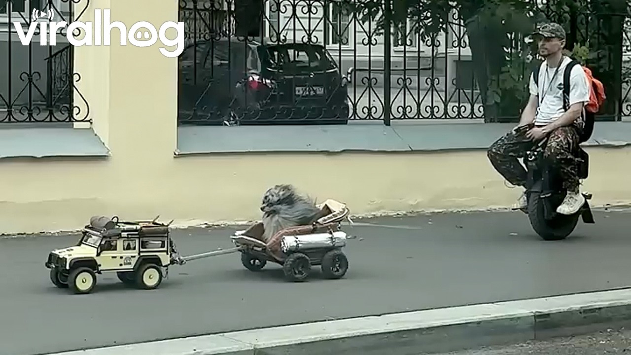 Unicycle Man and His RC Car-Riding Dog || ViralHog