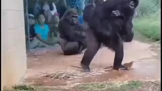 Download lagu STORY WA LUCU | STATUS WA MONYET KREN | STORY WA 30 DETIK mp3