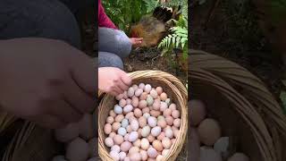 Download lagu proses pengumpulan telur dari ayam kampung mp3 Download lagu proses pengumpulan telur dari ayam kampung mp3