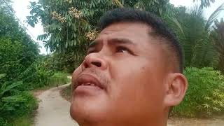 Download lagu ke kebun tua indai pgtu sambil meri utai tupi makai,,aku Meda buah Rian dulu,, mp3 Download lagu ke kebun tua indai pgtu sambil meri utai tupi makai,,aku Meda buah Rian dulu,, mp3