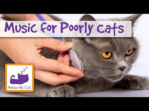 Relaxing Music for Cats who are Afraid of the Vets! Calm your Cat Before or After the Vets 🐱 #VET05