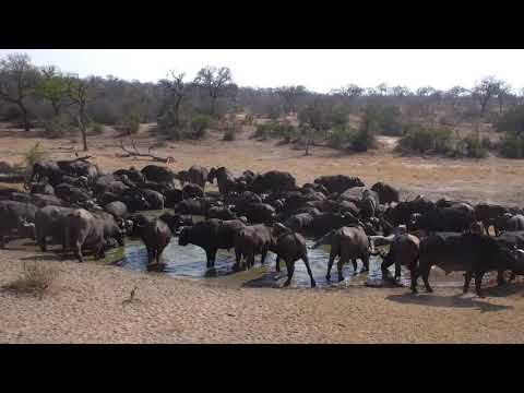 Djuma: Large breeding herd of African Buffalo come for a drink - 08:28 - 09/26/18