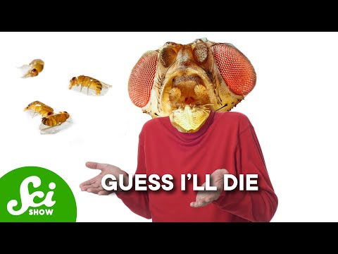 Why Flies Die When They See Dead Flies