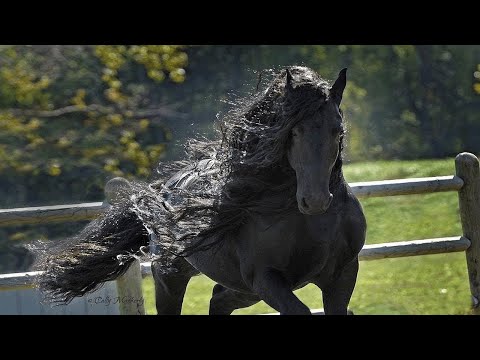 , title : 'Die 10 besten Pferderassen der Welt!'