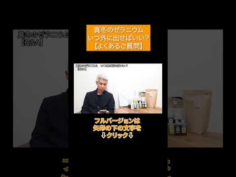 ゼラニウムをいつ地面に植えるのですか？どこに表示するのですか?それらを維持するにはどうすればよいでしょうか?  庭園