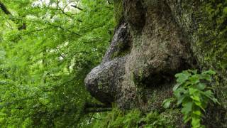 鹿児島・姶良「蒲生八幡神社」／オオクスノキの前ライブ