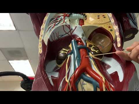 Superior and Inferior Mesenteric Arteries and Veins