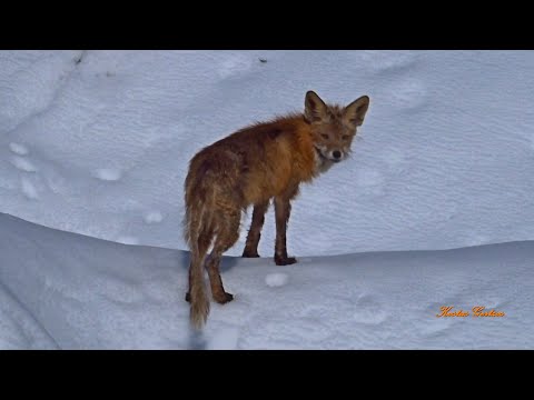 , title : 'ΑΛΕΠΟΥ ΣΤΟ ΧΙΟΝΙΣΜΕΝΟ ΟΡΟΣ ΒΕΡΜΙΟ. FOX ON SNOWY MOUNT VERMIO, GREECE.'