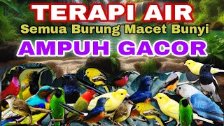 Download lagu AMPUH UNTUK SEMUA BURUNG MACET BUNYI, TERAPI AIR UNTUK SEMUA JENIS BURUNG MACET BUNYI mp3
