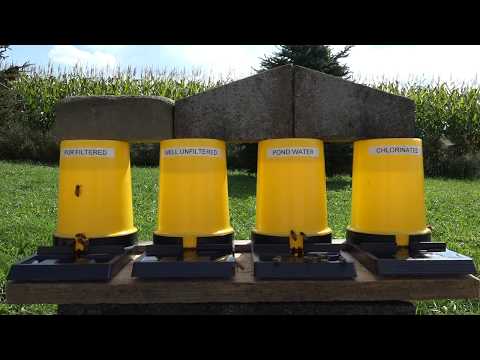 Honey Bees choose their favorite water source Do they really care?