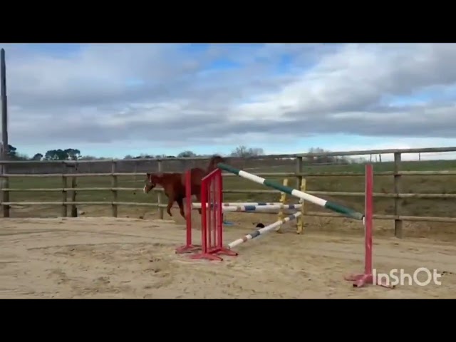 Male SF par Candy de nantuel 