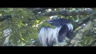 preview picture of video 'colobus monkeys near the lodge'