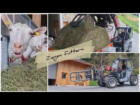 , title : 'Ziegen füttern | feeding goats | Weidemann T4512 | Auer Rundballenauflöser | Futterförderband'