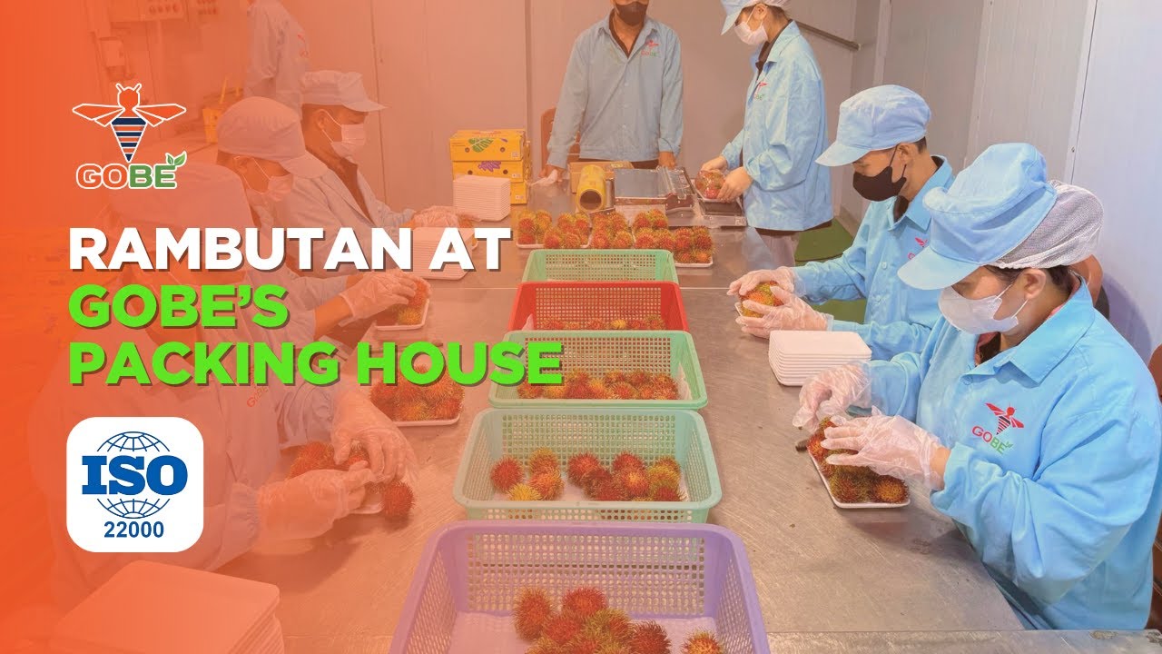 Premium Rambutan from Vietnam | Inside Gobe’s ISO 22000 Packing House