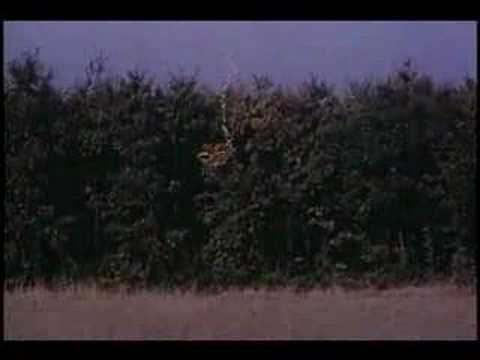 The Legend of Two Gypsy Dogs