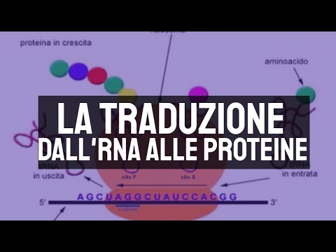 La traduzione: dall'RNA alle proteine 🧬