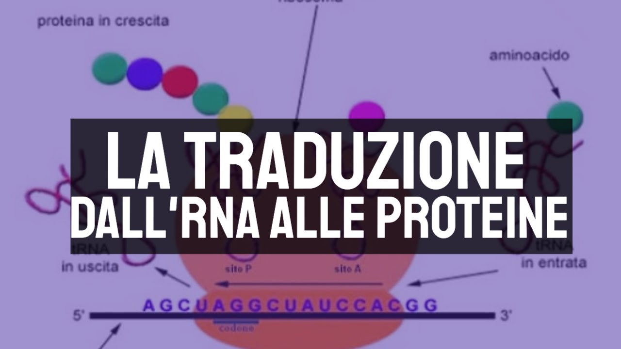 Translation: from RNA to proteins
