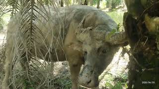 Panas ngadem di lumpur