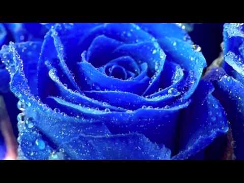 " Le Rose Blu "    -  ( Roberto  Vecchioni )