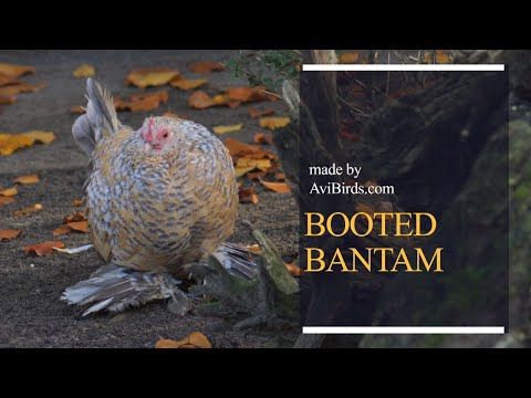 , title : 'Booted Bantam / Dutch Booted Bantam'