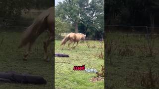 ¿Qué le pasó a este caballo?😨