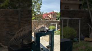 Download lagu KISAH PERJALANAN HIDUP SAMSON SI BURUNG KUTILANG DARI KECIL HINGGA DEWASA DAN BISA FREE FLY mp3