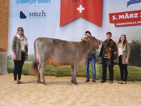 1  Brown Swiss Masters, Sargans 2023 OB Schöneuterwahl
